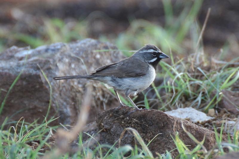 Black-throated Sparrow FtDavis Aug08 021.jpg